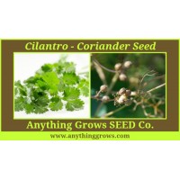 Herb - Cilantro - Coriander - Caribe - Slow Bolt - Organic
